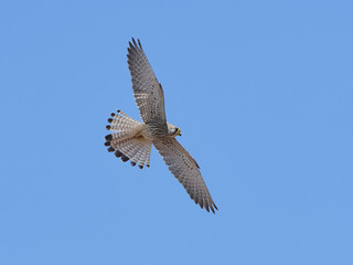 Lesser kestrel (Falco naumanni)