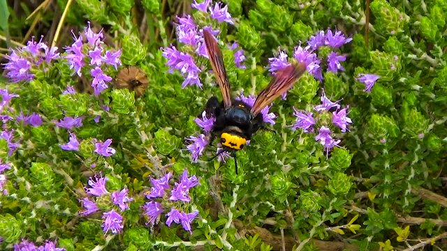 wasp megascolia maculata flavifrons