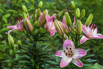 Obraz premium pink lilies blossom in the garden