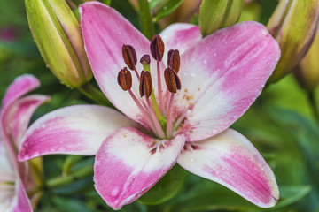 Fototapeta na wymiar pink lily flower with dew drops flowering in the garden