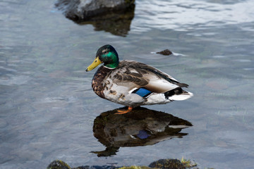 Icelandic Duck