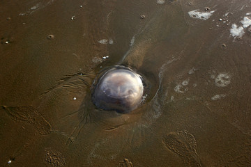 huge jellyfish on a sea shore