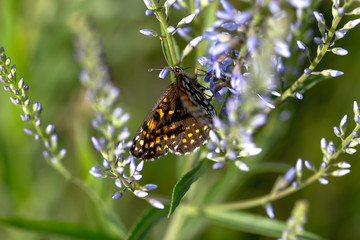 butterfly sits on a flower in a field