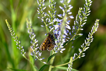 butterfly sits on a flower in a field