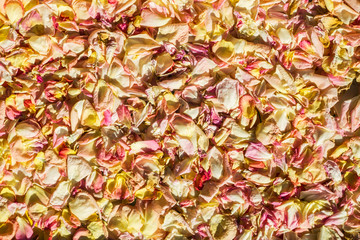 Dried petals of yellow and pink roses