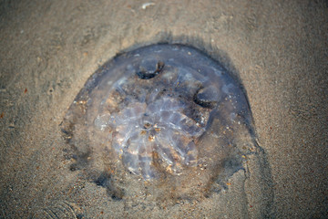 huge jellyfish on a sea shore