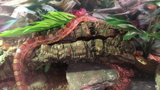 Kornnatter im Terrarium, Schlange, Tiere, Natur