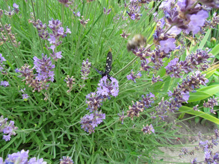 Butterfly on Lavender