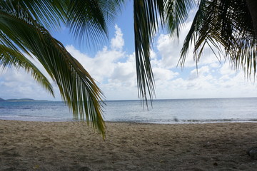 plage Martinique palmier