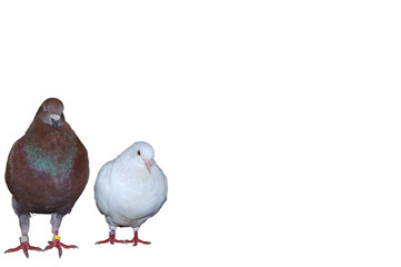 A pair of pigeons, red and white standing