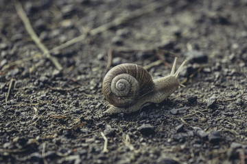 Weinbergschnecke