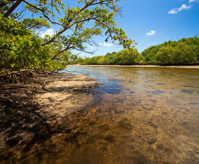 Shallow brackish river and mangrove forest swamp in South Florida Wilderness.