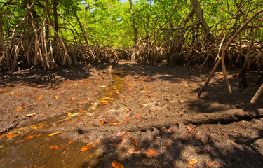 A dry shallow-water tidal mangrove forest drains its last water at low tide.  Taken in South Florida, at Von D. Mizell-Eula Johnson State Park.