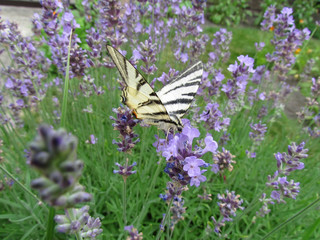 Butterfly on Lavender