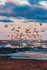 Birds over the sea