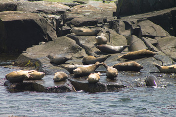 Harbor Seals at Egg Rock Light Station, Maine