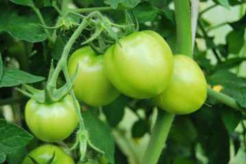 A branch of green immature tomatoes in macro