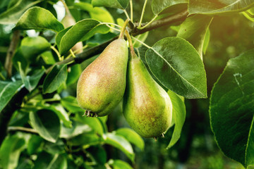 pears on a branch,unripe green pear,Pear tree,Tasty young pear hanging on tree,Summer fruits garden.Crop of pears,Healthy Organic Pears. Juicy flavorful pears of nature background.