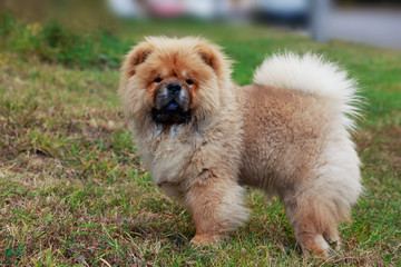 Dog breed chow chow