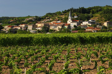 Fototapeta na wymiar Vignobles de la Vallée du Rhône, Rhône Alpes Auvergne France
