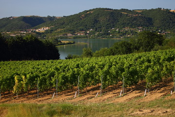 Fototapeta na wymiar Vignobles de la Vallée du Rhône, Rhône Alpes Auvergne France