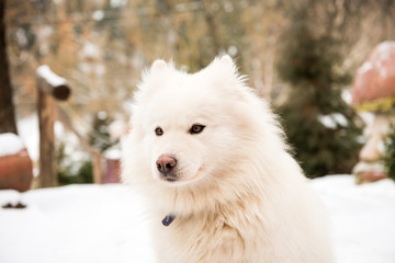 Naklejka premium White watchdog in the yard