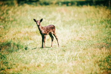 Naklejka na ściany i meble Fallow deer fawn in sunny meadow.
