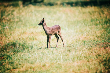 Fallow deer fawn in sunny meadow.