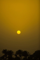 Moon on yellow sky above tops of silhouette palm