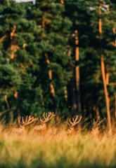 Antlers in velvet of group of red deer sticking out tall grass.