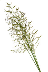 bunch of grass spica isolated on white background