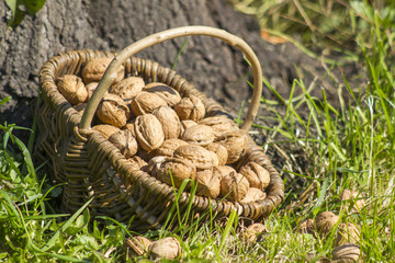 walnuts in a basket