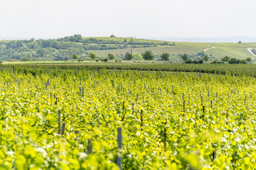 winegrowing around Loerzweiler