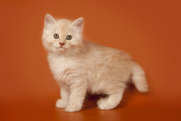 A cute creamy kitten on an orange background. Kitten standing.