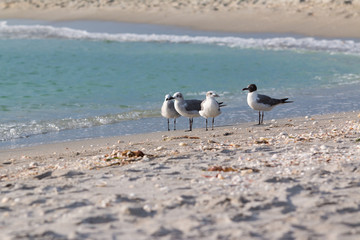 Sea birds on beach