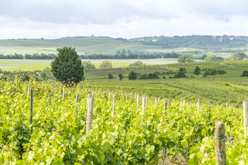 winegrowing around Loerzweiler