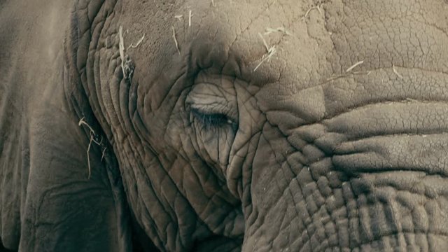 Closeup shot of an African Elephant