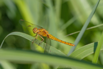 Libellula su una foglia
