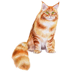 Watercolor. Maine Coon Cat Breed. Illustration