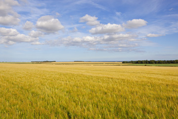 Fototapeta premium yorkshire wolds barley