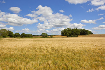 summer barley