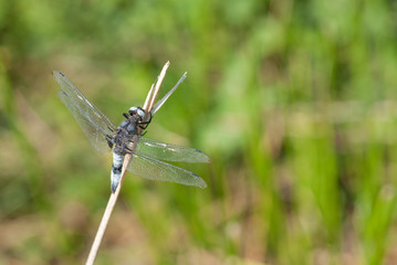 Libellula su un ramoscello