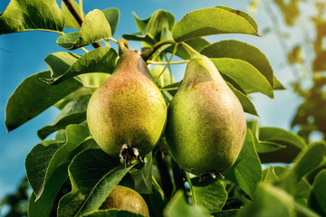 pears on a branch,unripe green pear,Pear tree,Tasty young pear hanging on tree,Summer fruits garden.Crop of pears,Healthy Organic Pears. Juicy flavorful pears of nature background.