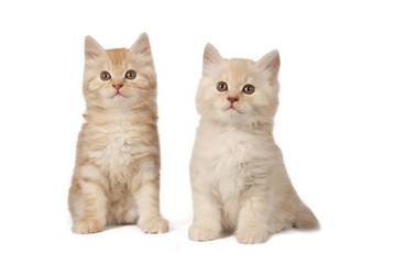 Obraz premium Two cute little kitten on white background. Red and cream kitten isolated on white