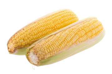 sweet corn on cobs kernels or grains of ripe corn isolated on white background