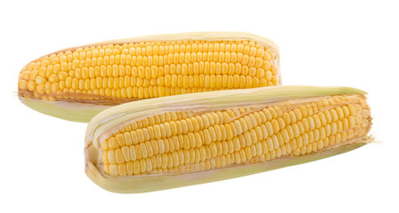 sweet corn on cobs kernels or grains of ripe corn isolated on white background