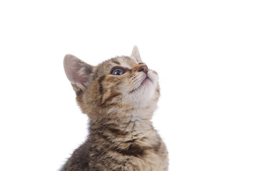portrait chaton tigré sur fond blanc