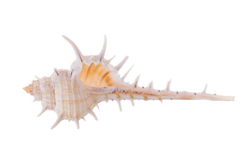 Obraz premium Sea shells arranged isolating on a white background