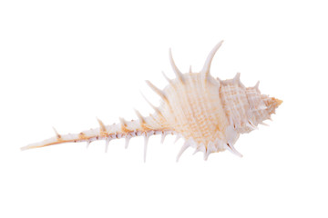 Sea shells arranged isolating on a white background