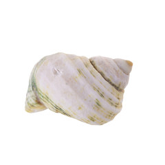 Sea shells arranged isolating on a white background